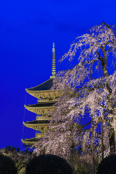 Toji five story pagoda lit up with Fuji cherry blossoms To ji Temple, a World Heritage site, photographed weeping cherry trees called fuji zakura at the light up temple.