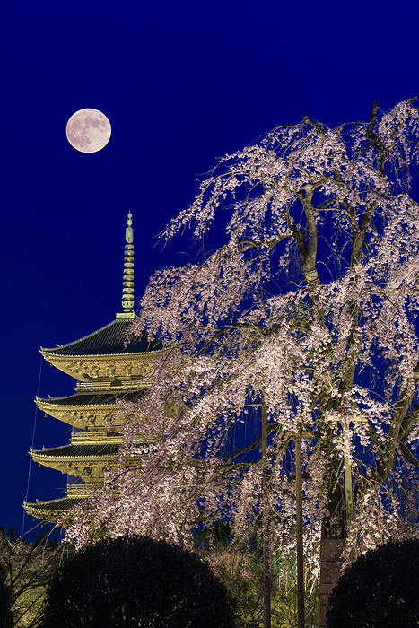 Toji five story pagoda lit up with Fuji cherry blossoms To ji Temple, a World Heritage Site, weeping cherry trees called fujizakura are photographed at the light up temple. The full moon is composited.