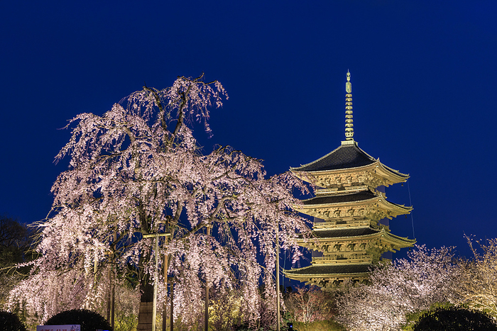 Toji five story pagoda lit up with Fuji cherry blossoms To ji Temple, a World Heritage site, photographed weeping cherry trees called fuji zakura at the light up temple.