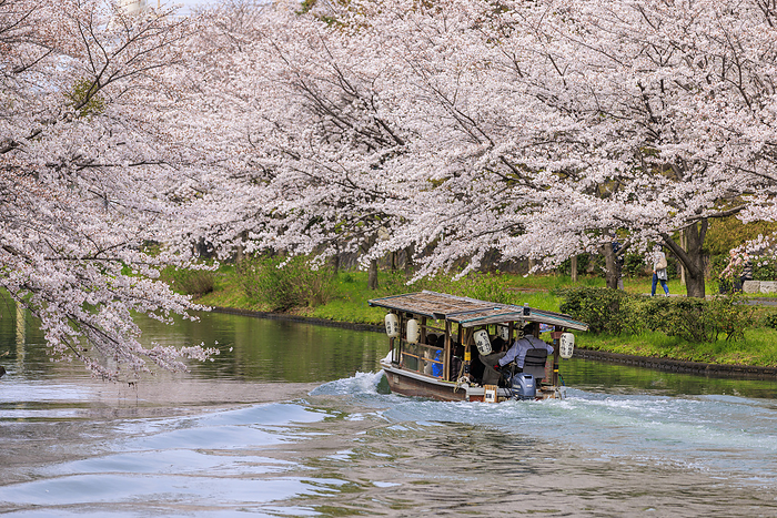Gogawa River and Fushimi Juseki Bune in spring Photographing the Fushimi Jyuseki Bune  ten stone boats  passing by on the Gogawa River in the cherry blossom season.