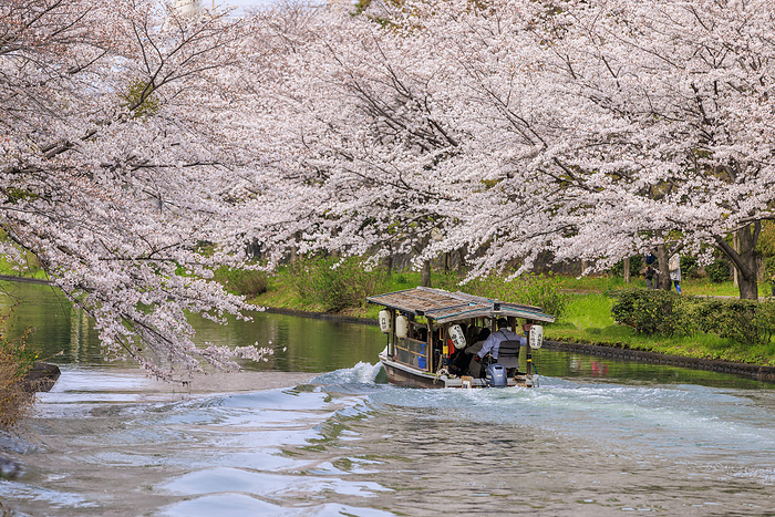 Gogawa River and Fushimi Juseki Bune in spring Photographing the Fushimi Jyuseki Bune  ten stone boats  passing by on the Gogawa River in the cherry blossom season.