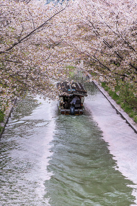 Fushimi Jyuseki Bune  ten stone boats  passing by on a flower raft Photographing the Fushimi Juseki Bune, which operates the flower rafts that form when Someiyoshino cherry trees are in full bloom.