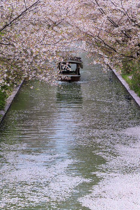 Fushimi Jyuseki Bune  ten stone boats  passing by on a flower raft Photographing the Fushimi Juseki Bune, which operates the flower rafts that form when Someiyoshino cherry trees are in full bloom.