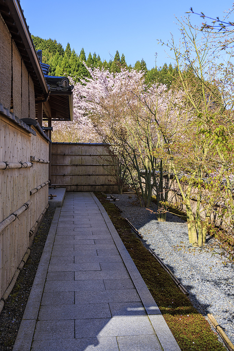 Shojuin Temple with blooming cherry blossoms Cherry blossom scenery at Shojuin Temple, known for its inome windows and summer wind chimes, in Ujitawara Town, Kyoto Prefecture, Japan