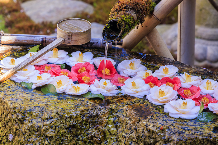 Camellia flower hand watering Shojuin A water bowl decorated with camellias at Shojuin Temple in Ujitawara cho