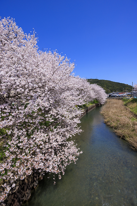 Tahara River bank lined with beautiful cherry trees Cherry blossom trees lining the banks of the Tahara River in Uji Tawara Town, Kyoto Prefecture, Japan.