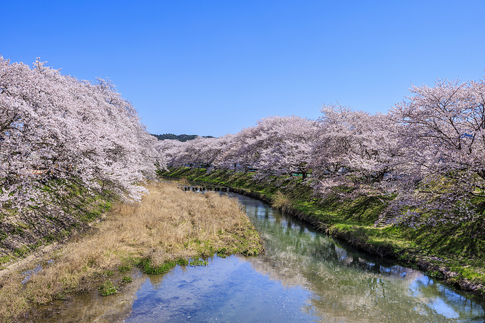 Tahara River bank lined with beautiful cherry trees Cherry blossom trees lining the banks of the Tahara River in Uji Tawara Town, Kyoto Prefecture, Japan.