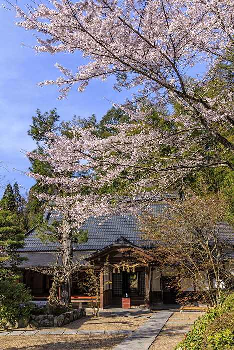 Shojuin Temple with blooming cherry blossoms Cherry blossom scenery at Shojuin Temple in Uji Tawaracho, Kyoto Prefecture, Japan.