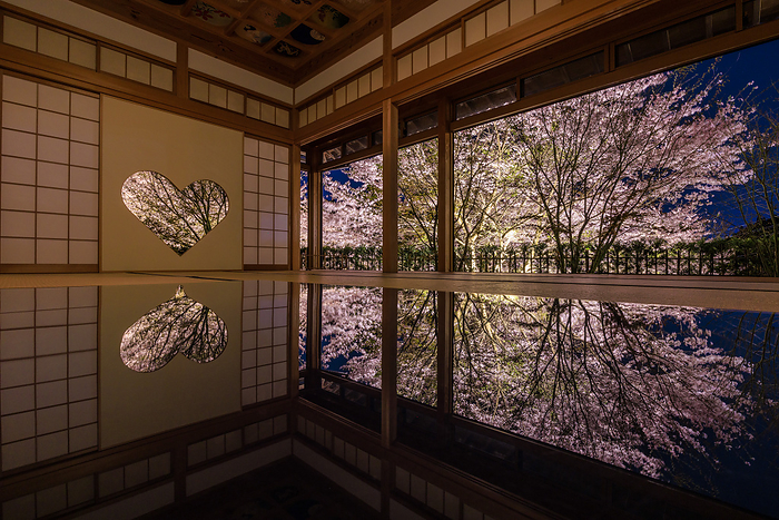 Shojuin s boar window reflection of cherry blossoms illuminated by lights Reflected Shojuin Temple in Ujitawara cho, Kyoto Prefecture, lights up the cherry blossoms.
