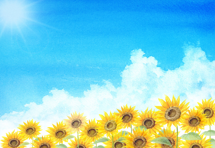 Iridocumulus clouds and sunflower field painted in watercolor