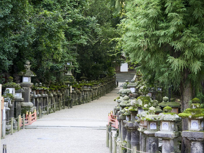 Scenery of approach lined with stone lanterns