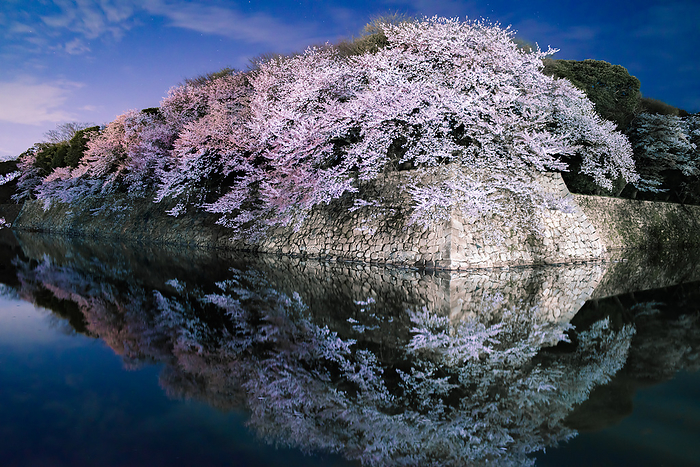Cherry blossoms at night Hikone Castle Shiga Prefecture