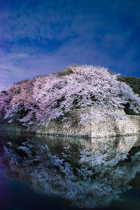 Cherry blossoms at night Hikone Castle Shiga Prefecture