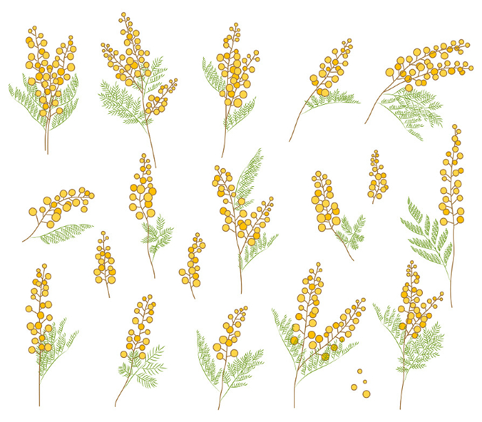 Mimosa flower color illustration set