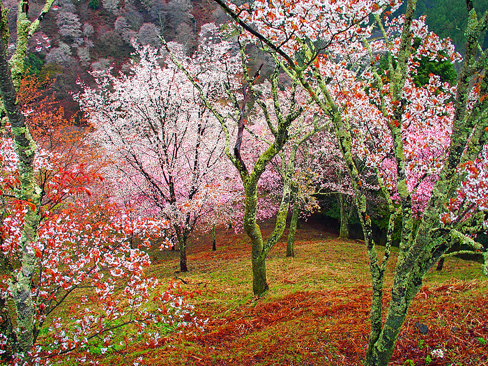 Cherry blossoms in Yoshino, Shimo-Senbon