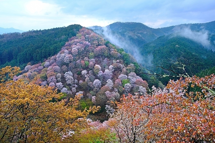 Cherry blossoms in Yoshino, Shimo-Senbon