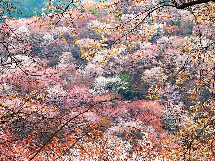 Yoshino cherry blossoms Naka-Senbon cherry blossoms