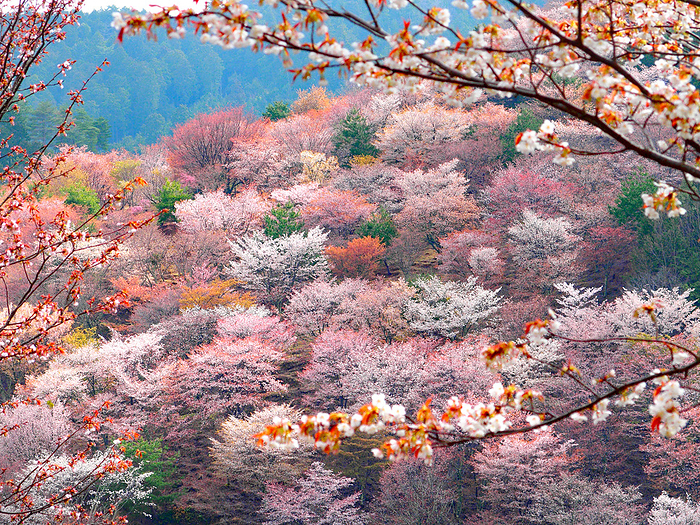 Yoshino cherry blossoms Naka-Senbon cherry blossoms