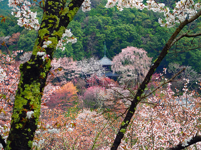 Cherry blossoms in Yoshino Ryoirinji Temple