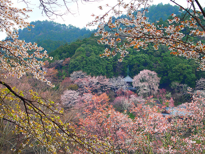 Cherry blossoms in Yoshino Ryoirinji Temple