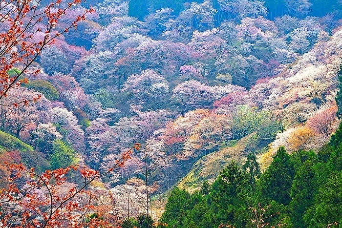 Yoshino cherry blossoms Okusenbon