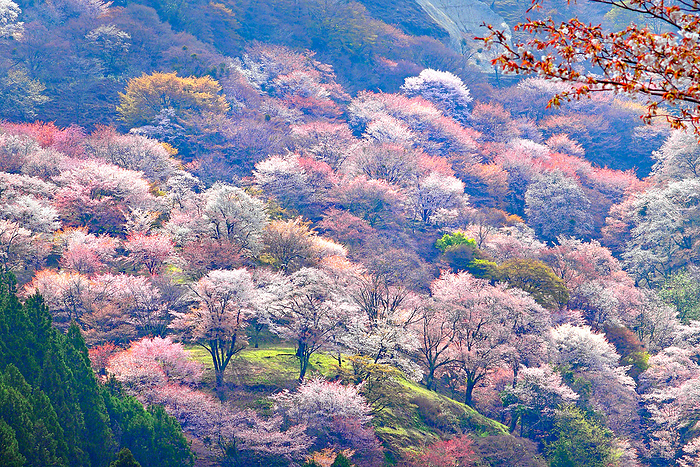 Yoshino cherry blossoms Okusenbon