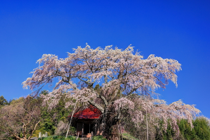 Fudo cherry tree in Kamiishi
