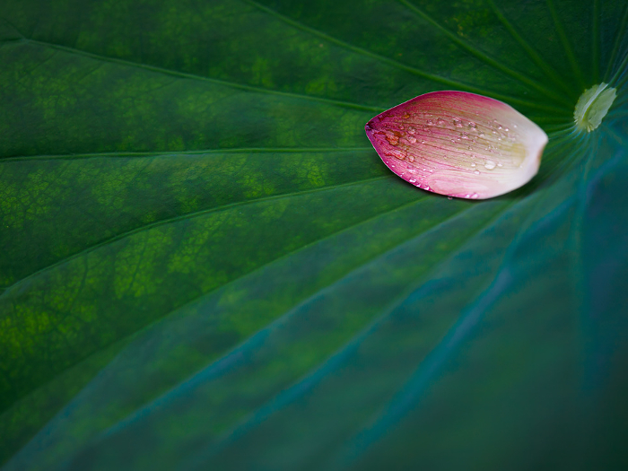 Lotus leaves and petals