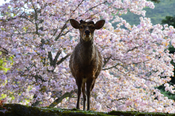 Nara Park Chayama Enchi early in the morning Cherry blossoms in full bloom and a stag