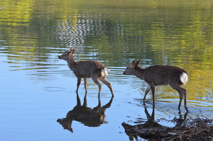 Deer walking around the World Heritage Site Todaiji Temple Daibutsu Pond in the early morning.