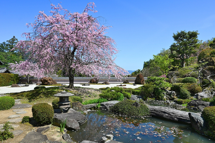 Cherry blossoms in Oharano, Kyoto City Stone garden of birds and animals at Shoboji Temple