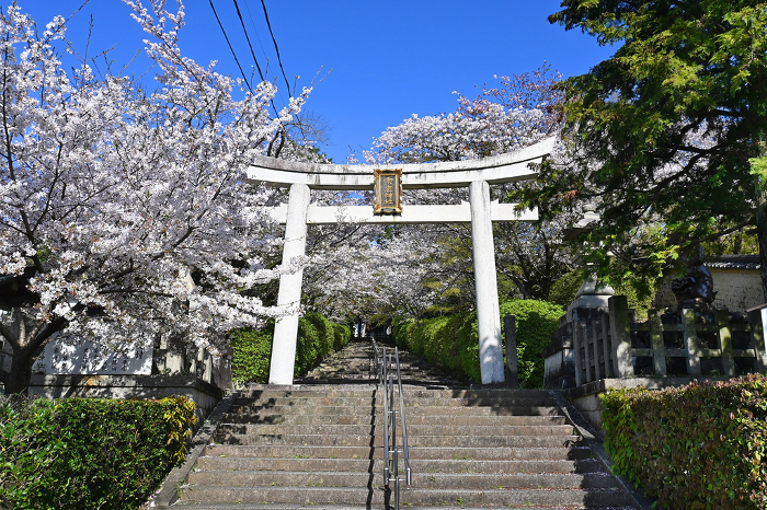 Souchu Shrine on Yoshidayama, Kyoto City with beautiful cherry blossom tunnel