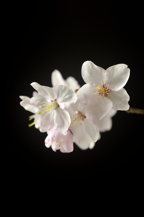 Cherry blossoms floating on a black background