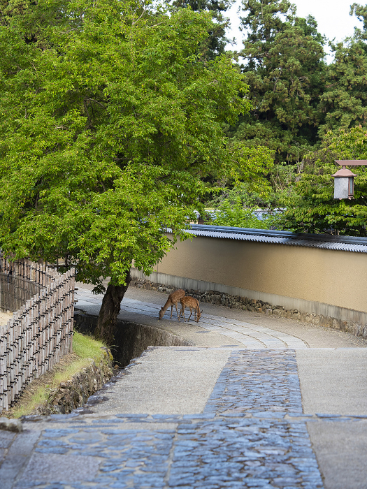 Back approach to Nigatsudo Hall of Todaiji Temple and deer