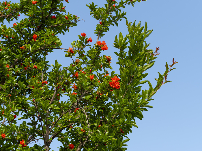 Vivid pomegranate flowers