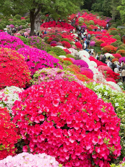 Nezu Shrine Azalea Garden in full bloom Tokyo