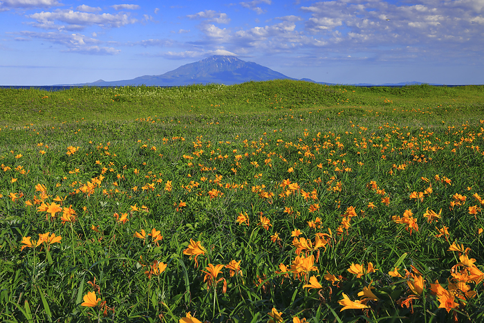 Ezo Kanzo  Ezo Kanzo  blooming in Sarobetsu Plain and Rishiri Island  Mt. Rishiri , Hokkaido, Japan Registered under the Ramsar Convention in 2006