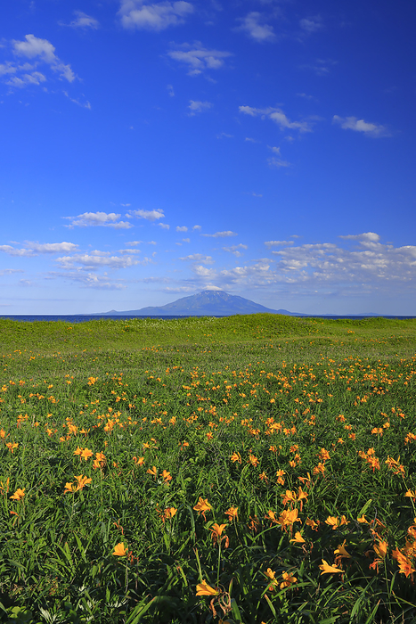 Ezo Kanzo  Ezo Kanzo  blooming in Sarobetsu Plain and Rishiri Island  Mt. Rishiri , Hokkaido, Japan Registered as a Ramsar Convention in 2007