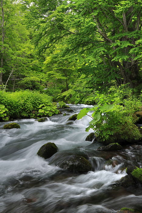 Streams of Akan River and fresh green Hokkaido