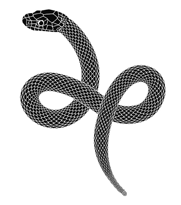 Snake silhouette illustration for New Year's card