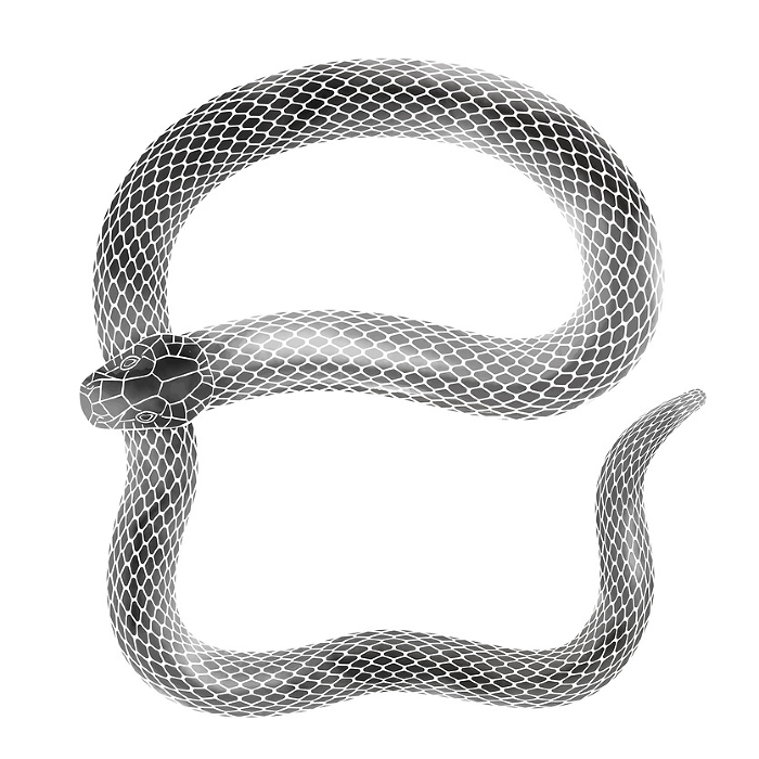 Clip art of snake in ink painting style for year of the snake for New Year's card
