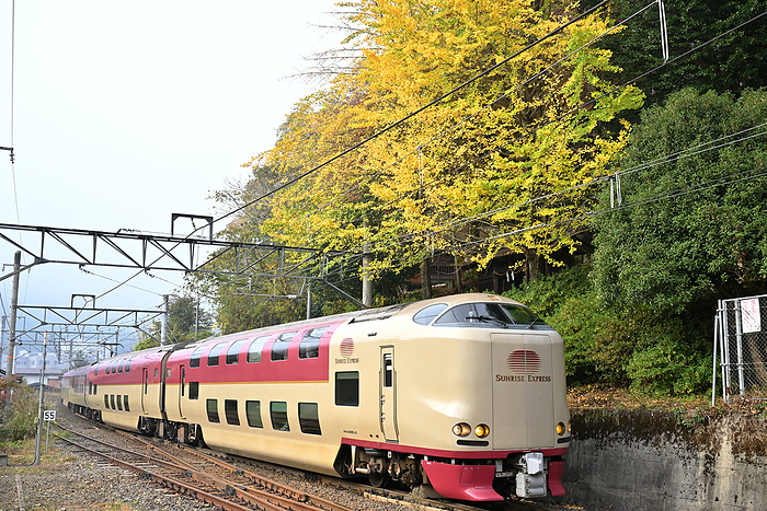 Tottori Prefecture Hakubi Line Series 285 limited express Sunrise Izumo rounding a curve and yellowing ginkgo leaves Taken at Kamiishimi Station   Ikusan Station