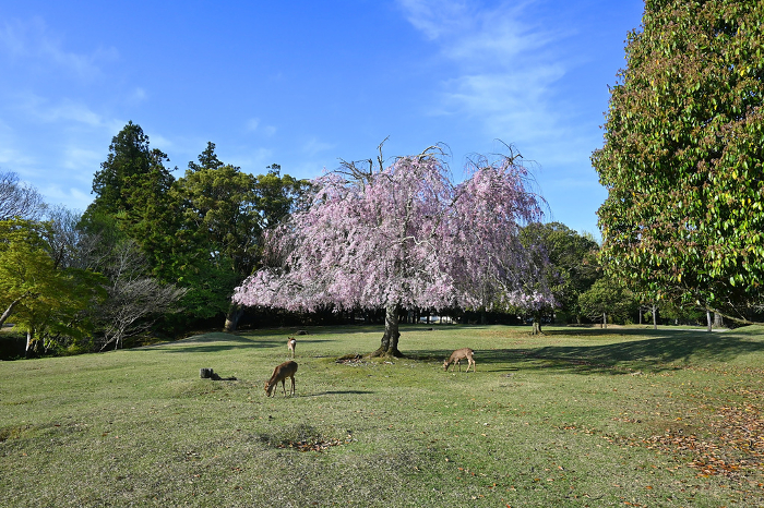 Nara Park in early spring morning Shosoin Okappa cherry blossoms and deer
