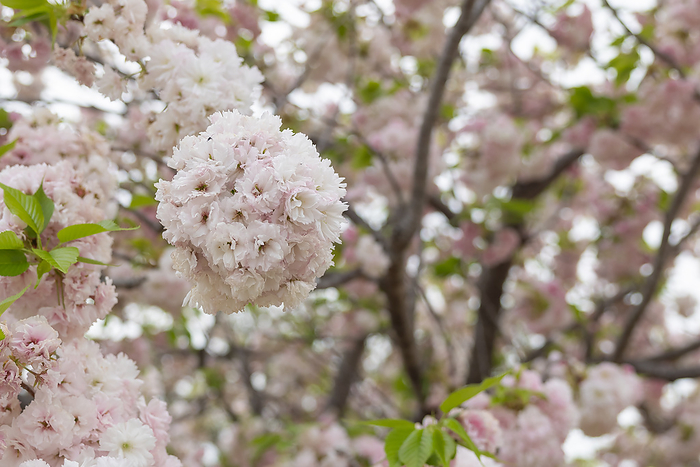Yaezakura (Cherry Blossom) in Toshiin Park Adachi-ku, Tokyo
