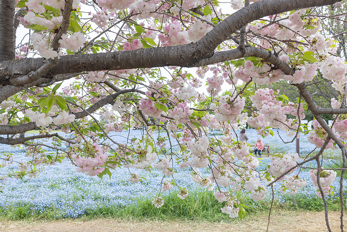 Cherry blossoms and nemophila in Shonen Park Adachi-ku, Tokyo