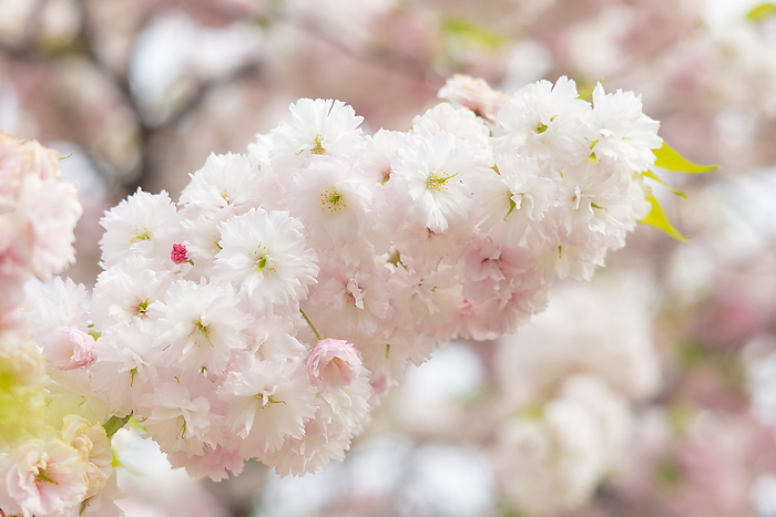 Yaezakura (Cherry Blossom) in Toshiin Park Adachi-ku, Tokyo