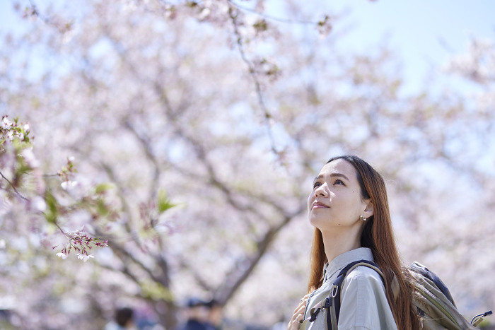 Female inbound backpackers enjoying cherry blossoms in spring