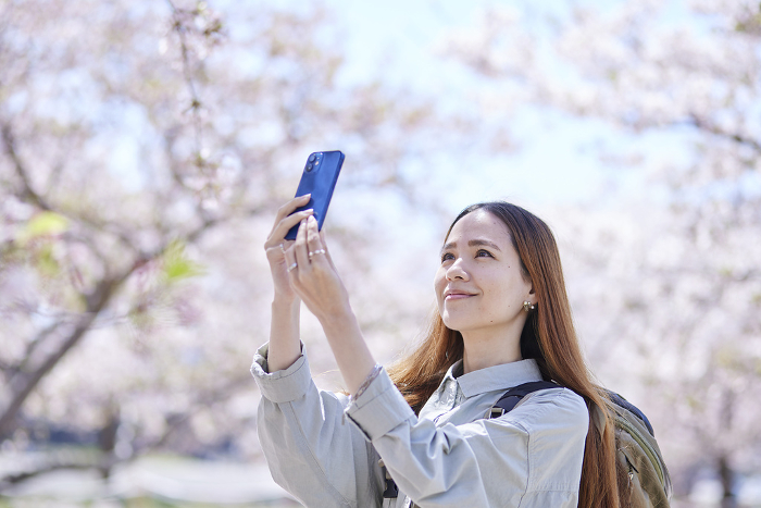 Foreign tourists taking pictures of cherry blossoms in spring