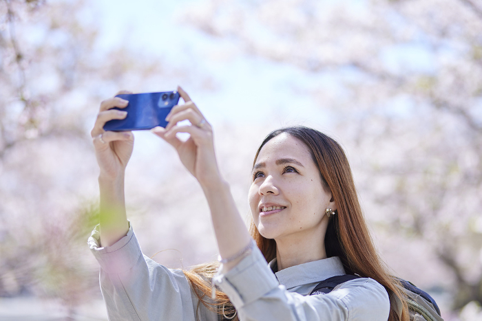 Foreign tourists taking pictures of cherry blossoms in spring