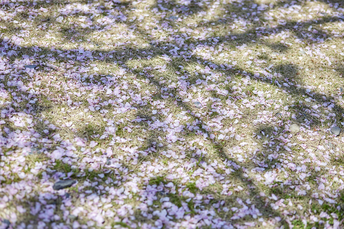 Cherry blossom petals and cherry tree shadows